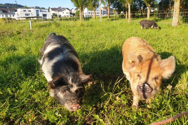 KuneKune2