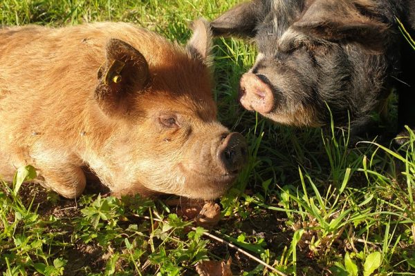 KuneKune3