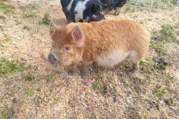 Kunekune Winnie